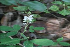 Desmodium heterocarpon var. heterocarpon